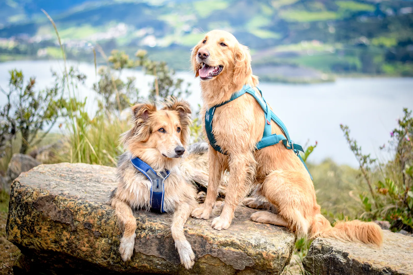 Los perros de Danilo sentados en una roca