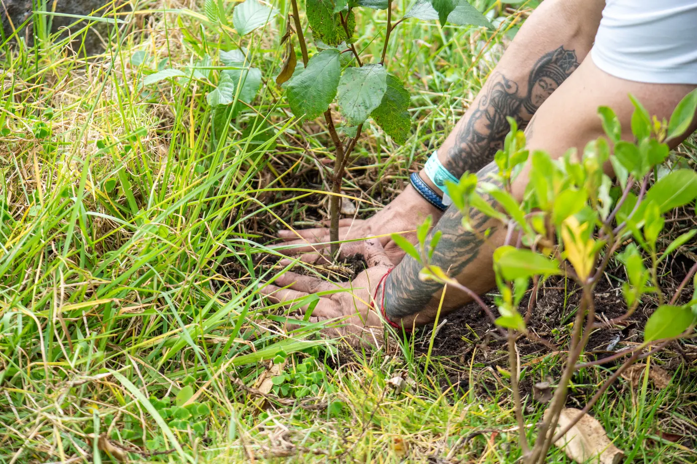 Manos plantando un árbol en la tierra