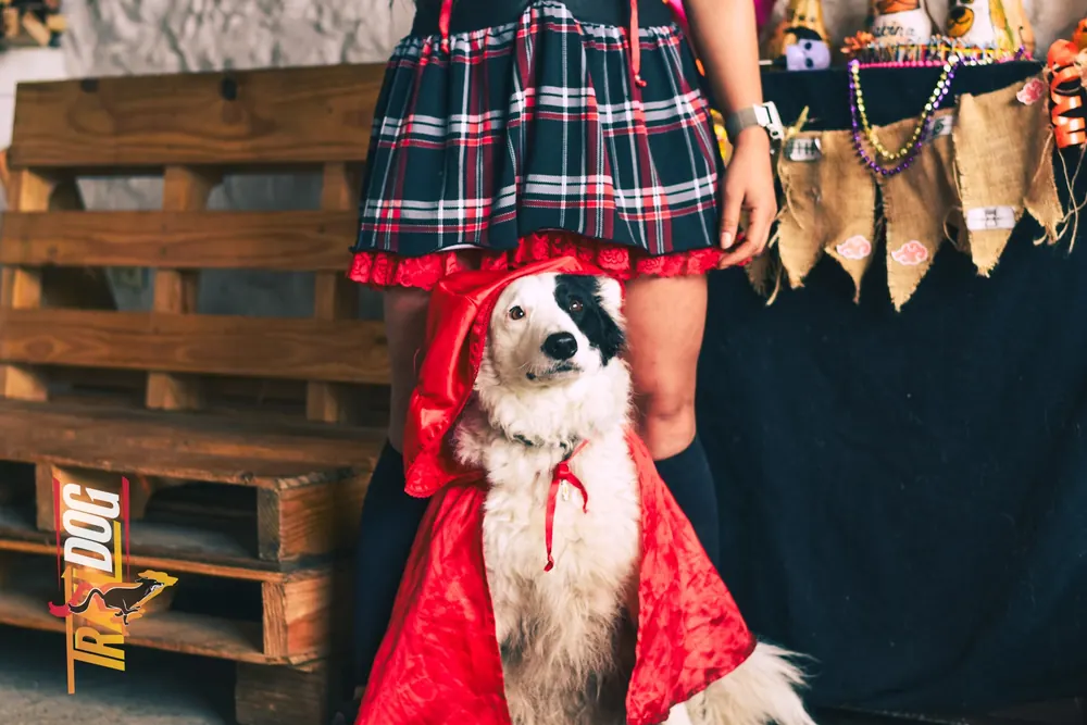 Perro disfrazado de Caperucita Roja