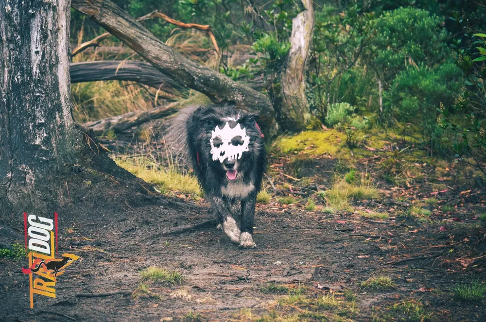 Perro con máscara de calavera corriendo por un sendero del bosque