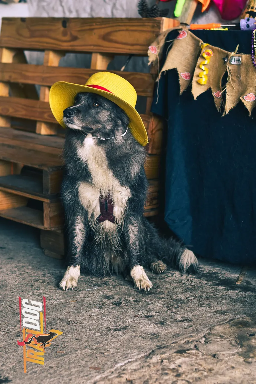 Perro con sombrero de paja amarillo y corbatín
