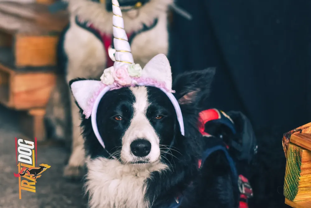 Perro border collie con diadema de unicornio